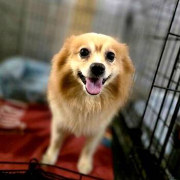 Camero -  Pomeranian Dog for Adoption in Port Charlotte, Florida - Camero | PetCurious