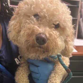 Poodle Dogs Available for Adoption in Philadelphia, Pennsylvania - Flacco | PetCurious