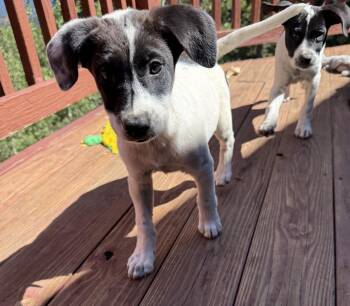 Crema -  Australian Cattle Dog Blue Heeler Dog for Adoption in Lafayette, Colorado - Crema | PetCurious