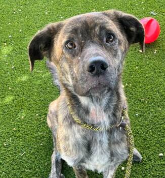 Brandy -  Australian Shepherd and Pit Bull Terrier Dog for Adoption in Golden, Colorado - Brandy | PetCurious