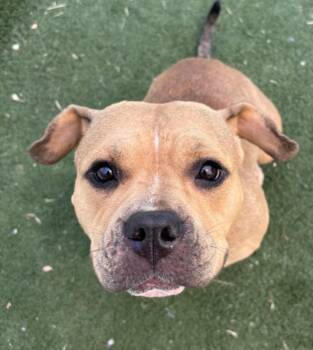 CROUTON -  Pit Bull Terrier and Mixed Breed Dog for Adoption in Texas City, Texas - CROUTON | PetCurious