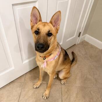 Sasha - gentle, well-mannered and friendly -  German Shepherd Dog Dog for Adoption in Oriskany, New York - Sasha - Gentle, Well-mannered And Friendly | PetCurious
