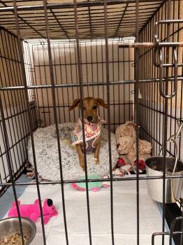 Millie -  Chihuahua and Dachshund Dog for Adoption in York, South Carolina - Millie | PetCurious