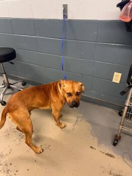 Rescue Black Mouth Cur and Mixed Breed Dogs for Adoption in Tallahassee, Florida - WILEY | PetCurious