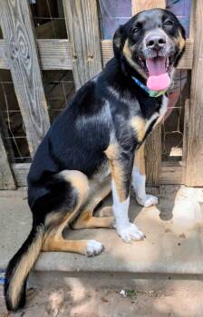 GiGi -  Shepherd Dog for Adoption in Livingston, Texas - GiGi | PetCurious