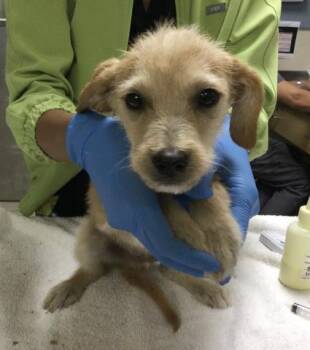 FELIX -  Terrier and Mixed Breed Dog for Adoption in Riverside, California - FELIX | PetCurious