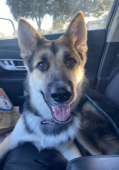 Rescue German Shepherd Dog Dogs for Adoption in Palm Harbor, Florida - Harry Pawter | PetCurious