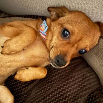 Queso D69143 -  Chihuahua and None Dog for Adoption in Minnetonka, Minnesota - Queso D69143 | PetCurious