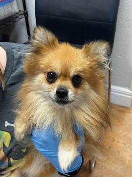 Pomeranian Dogs Available for Adoption in Bolivar, Missouri - Busterr | PetCurious