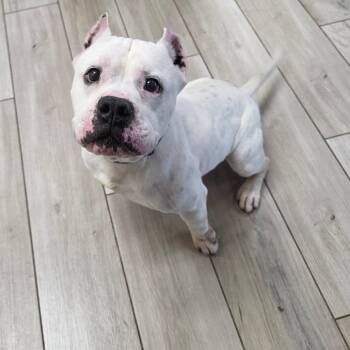 Pit Bull Terrier Dogs Available for Adoption in Chatham, Virginia - Al Capone | PetCurious
