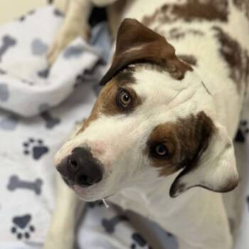 Rescue Catahoula Leopard Dog and Mixed Breed Dogs for Adoption in Duck River, Tennessee - Leroy | PetCurious