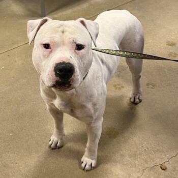American Staffordshire Terrier Dogs Available for Adoption - Weiss | PetCurious