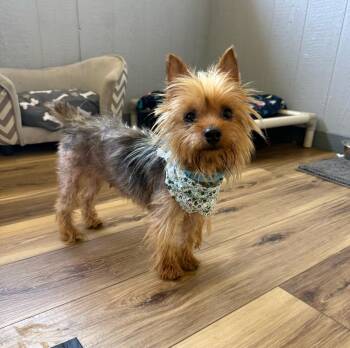Claudia -  Silky Terrier Dog for Adoption in Temecula, California - Claudia | PetCurious