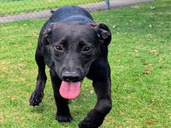 Rescue Labrador Retriever and Mixed Breed Dogs for Adoption in Texas City, Texas - SQUIRT | PetCurious