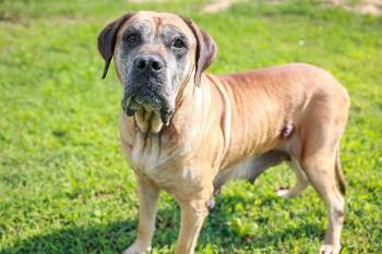 Shay -  Mastiff Dog for Adoption in Loogootee, Indiana - Shay | PetCurious