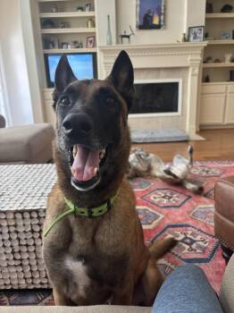Rescue Belgian Shepherd Malinois Dogs for Adoption in Spring, Texas - Panda | PetCurious