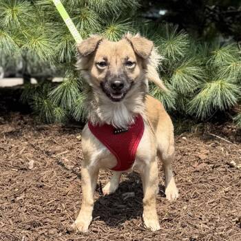 Bear -  Chihuahua Dog for Adoption in East Hampton, New York - Bear | PetCurious