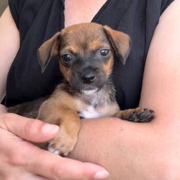 Butterbean - Costa Mesa Location *Available 9/26* -  Terrier and Mixed Breed Dog for Adoption in Chino Hills, California - Butterbean - Costa Mesa Location *Available 9/26* | PetCurious