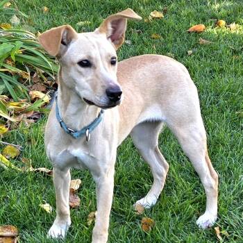 RUBY -  Collie and Labrador Retriever Dog for Adoption in Evansville, Wisconsin - RUBY | PetCurious