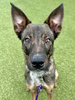 Sitka -  Mixed Breed Dog for Adoption in Wichita, Kansas - Sitka | PetCurious