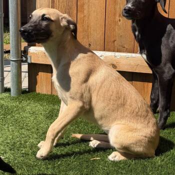 Whippet and Golden Retriever Dogs Available for Adoption in Naperville, Illinois - Coral | PetCurious
