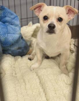 Doc -  Chihuahua Dog for Adoption in Pottstown, Pennsylvania - Doc | PetCurious