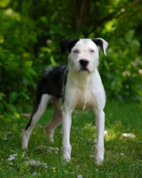 Terrier Dogs Available for Adoption in Bridgeport, Connecticut - Copland | PetCurious