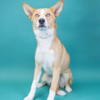 Nilla -  Husky Dog for Adoption in Portland, Oregon - Nilla | PetCurious