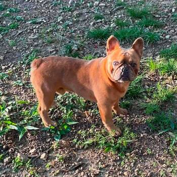 Goblin -  French Bulldog Dog for Adoption in Helena, Alabama - Goblin | PetCurious