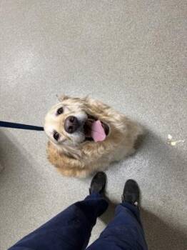 Sadie -  Golden Retriever and Great Pyrenees Dog for Adoption in Pequot Lakes, Minnesota - Sadie | PetCurious