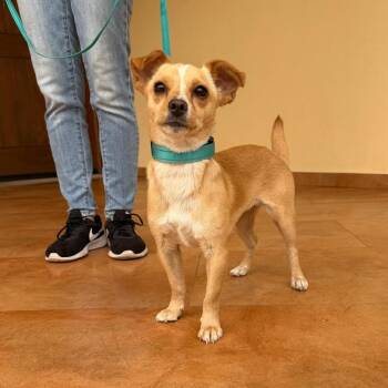 Kenzie -  Chihuahua and Dachshund Dog for Adoption in Sherwood, Oregon - Kenzie | PetCurious