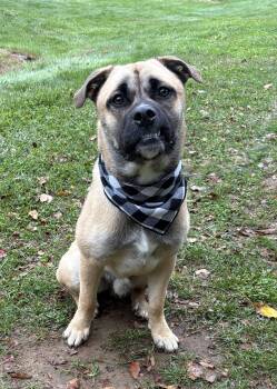 Rutgers -  Mixed Breed Dog for Adoption in Hazlet, New Jersey - Rutgers | PetCurious