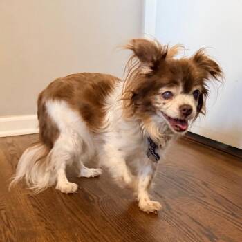 Taffy -  Papillon Dog for Adoption - Taffy | PetCurious