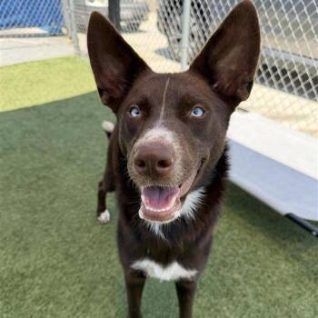 Evie -  Husky and Mixed Breed Dog for Adoption in Long Beach, California - Evie | PetCurious