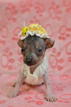 MARADONA -  Xoloitzcuintli Mexican Hairless Dog for Adoption in Miami, Florida - MARADONA | PetCurious
