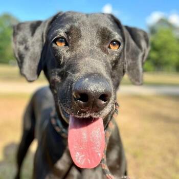 Rescue Weimaraner and Great Dane Dogs for Adoption in Willis, Texas - Mighty Joe | PetCurious