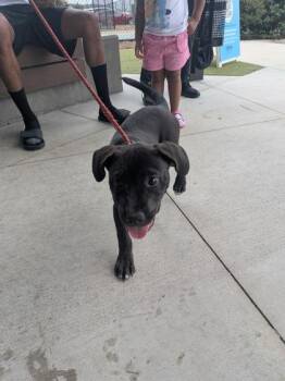 Super Nova -  Mixed Breed Dog for Adoption in Atlanta, Georgia - Super Nova | PetCurious