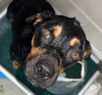 Dagny -  Rottweiler and Mixed Breed Dog for Adoption in Fort Worth, Texas - Dagny | PetCurious