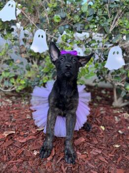 Iris -  Dutch Shepherd Dog for Adoption in South El Monte, California - Iris | PetCurious