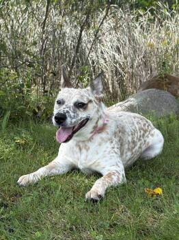 Pippi -  Australian Cattle Dog Blue Heeler Dog for Adoption in Jackson, Michigan - Pippi | PetCurious