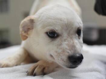 Australian Cattle Dog Blue Heeler and Mixed Breed Dogs Available for Adoption in Portland, Oregon - Strawberry | PetCurious