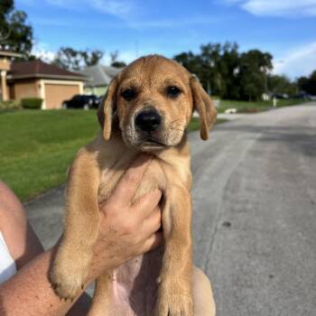 Basil -  Black Mouth Cur and Beagle Dog for Adoption in Hobe Sound, Florida - Basil | PetCurious
