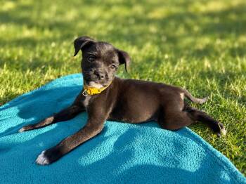 Zoe (Female) Avail 10/29 Halloween Puppies -  Schnauzer and Boxer Dog for Adoption in West Grove, Pennsylvania - Zoe (Female) Avail 10/29 Halloween Puppies | PetCurious
