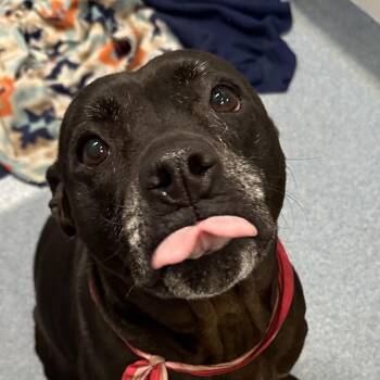 Mixed Breed Dogs Available for Adoption - Jolene | PetCurious