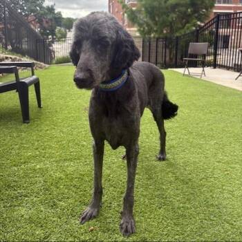 Macy -  Standard Poodle and Golden Retriever Dog for Adoption in Kansas City, Missouri - Macy | PetCurious