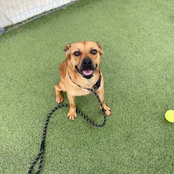 Seven aka Stevie -  Labrador Retriever and Mixed Breed Dog for Adoption in Tomball, Texas - Seven Aka Stevie | PetCurious