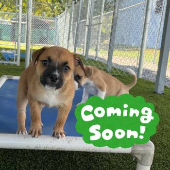 Kale -  Mixed Breed Dog for Adoption in Waynesville, North Carolina - Kale | PetCurious