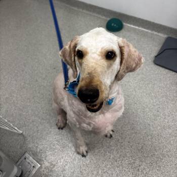 Eddy -  Mixed Breed and Poodle Dog for Adoption in Naperville, Illinois - Eddy | PetCurious