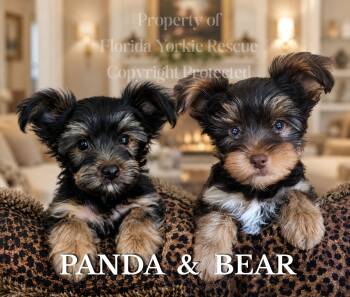 PANDA & BEAR - READ BIO -  Yorkshire Terrier Dog for Adoption in Palm City, Florida - PANDA & BEAR - READ BIO | PetCurious