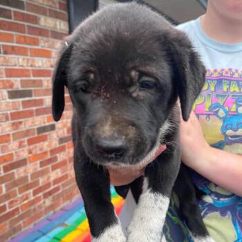 Dozer Farm -  Mixed Breed Dog for Adoption in Savannah, Georgia - Dozer Farm | PetCurious